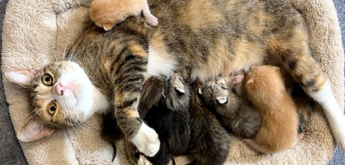 ハリケーンの直前に保護された猫の親子