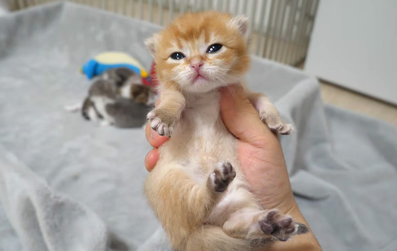 持ち上げられる子猫