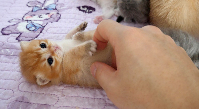 ちょっかいを出される無防備な子猫