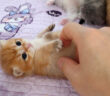 ちょっかいを出される無防備な子猫