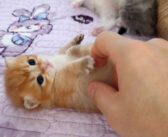 無防備な子猫にちょっかいを出したら可愛すぎる反応が♪ あどけない子猫の無邪気な仕草に思わず胸がキュンとする ( *´艸｀)