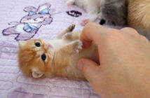 ちょっかいを出される無防備な子猫