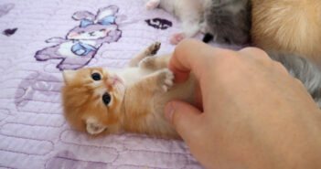 ちょっかいを出される無防備な子猫