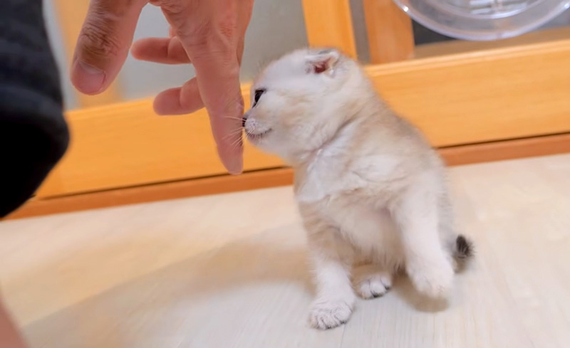 妙に甘えてくる子猫