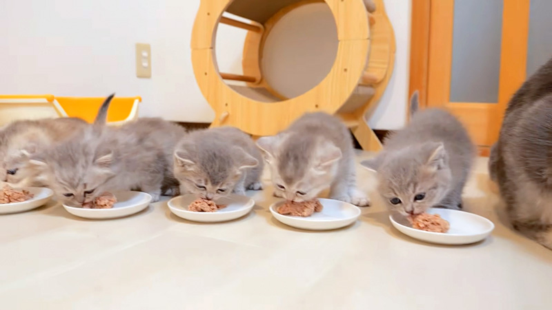 ご飯をモグモグ食べる子猫達