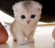 妙に甘えてくる子猫
