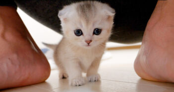 妙に甘えてくる子猫