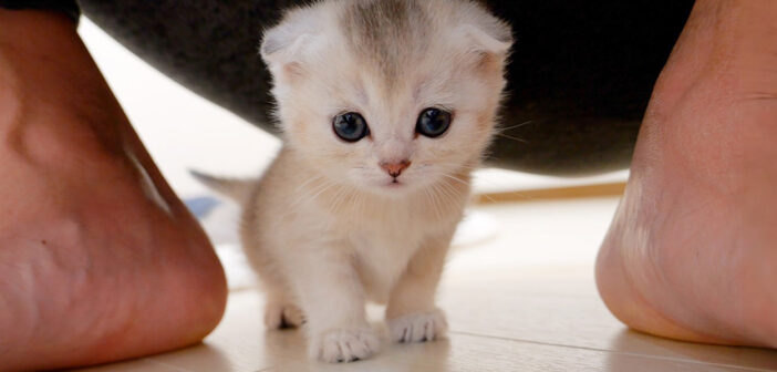 子猫が妙に甘えてくると思ったら… その理由が可愛すぎた♪ 願いを叶えてもらった子猫の愛らしい姿にキュンとする♡