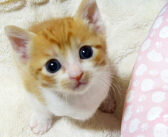 自分の名前を覚えた子猫。飼い主さんに呼ばれると、ピクッと反応してとっても可愛い行動に出た ( *´艸｀)♡