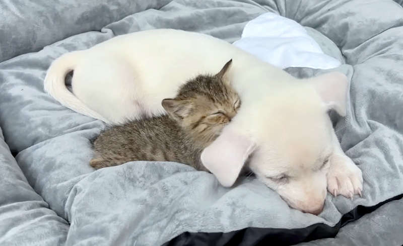 子犬を毛づくろいする子猫