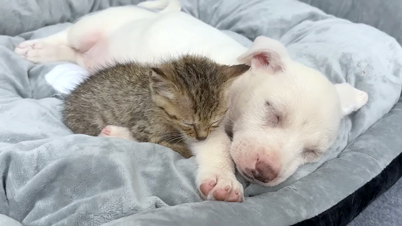 子犬と一緒に眠る子猫