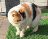毎日、家に通ってくるようになった1匹の野良猫。いつも優しく接してくれる住人の元に最高の幸せを届ける (*´ω｀*)