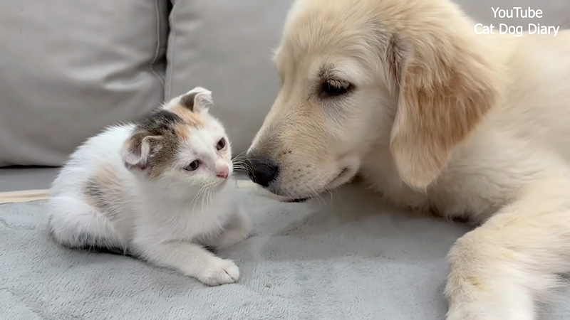 保護子猫を優しく迎え入れた犬