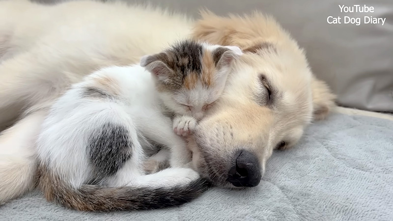 犬に寄り添って眠るようになった子猫