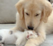 保護子猫を優しく迎え入れた犬