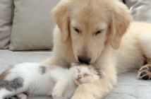 保護子猫を優しく迎え入れた犬