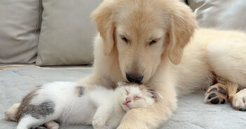 保護子猫を優しく迎え入れた犬