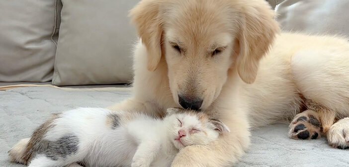 保護子猫を優しく迎え入れた犬