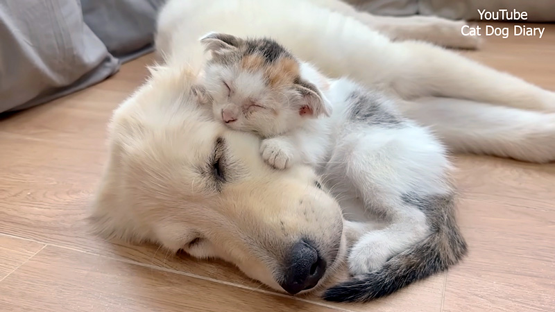レトリバーに寄り添って眠る子猫
