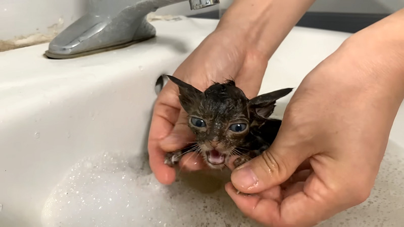 初めてお風呂に入った保護子猫