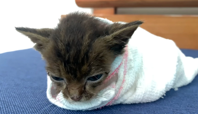 タオルに包まれて安心する子猫