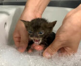 保護した子猫を初めてのお風呂へ。慣れないお風呂に大鳴きするも、タオルに包まれると安心したようで… (*´ｪ｀*)