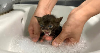 初めてお風呂に入った保護子猫