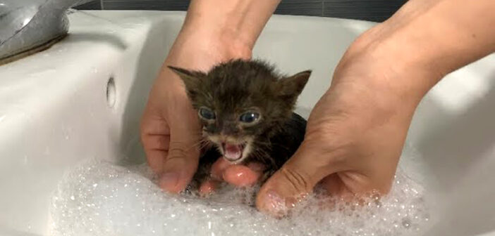 初めてお風呂に入った保護子猫