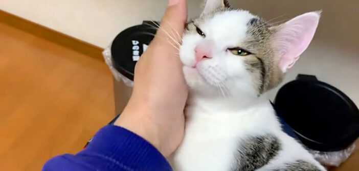 幸せな猫