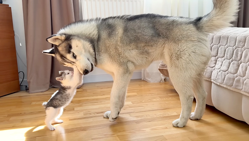 ハスキー犬に襲いかかる子猫