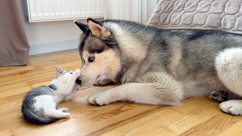 ハスキー犬に襲いかかる子猫