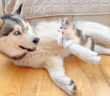 ハスキー犬に襲いかかる恐れ知らずの子猫
