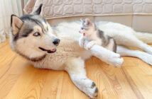 ハスキー犬に襲いかかる恐れ知らずの子猫