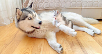 ハスキー犬に襲いかかる恐れ知らずの子猫