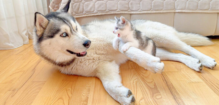 ハスキー犬に襲いかかる恐れ知らずの子猫