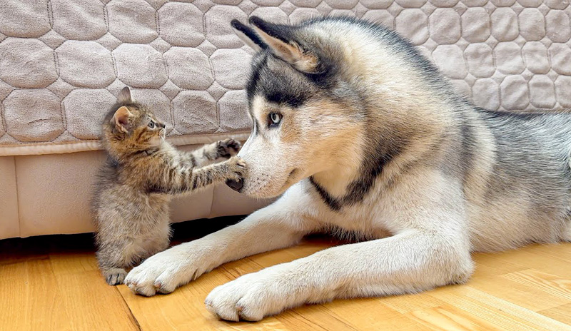 巨大なハスキー犬に挑む小さな子猫