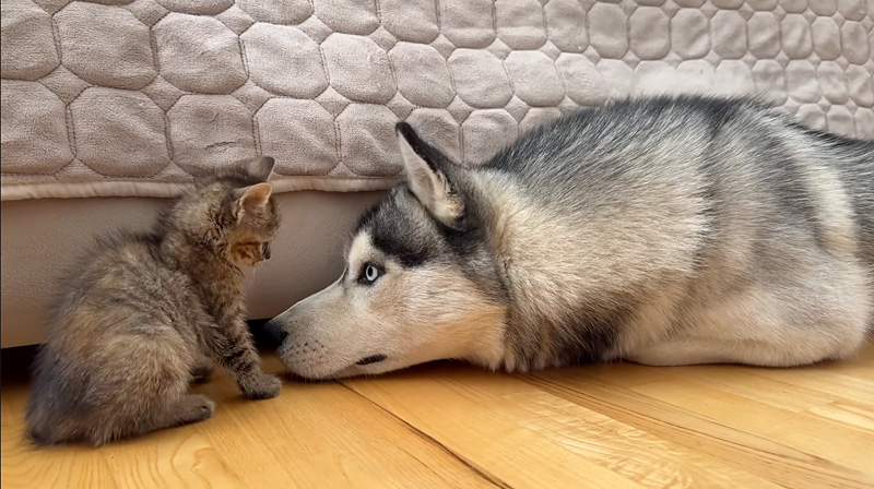 子猫に優しいハスキー犬