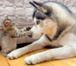 巨大なハスキー犬に挑む小さな子猫