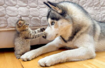 巨大なハスキー犬に挑む小さな子猫