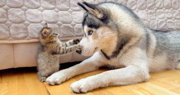 巨大なハスキー犬に挑む小さな子猫
