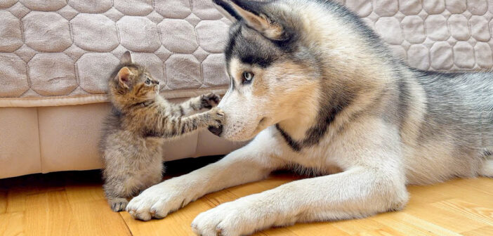 巨大なハスキー犬に挑む恐れ知らずの小さな子猫。ふたりの攻防が可愛すぎて、思わず心がポカポカに (*´ｪ｀*)♡