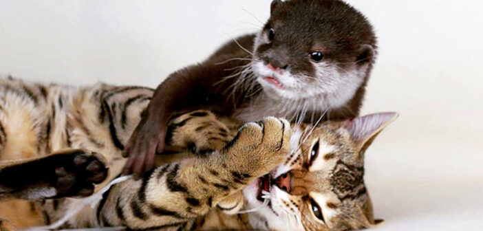 カワウソと猫