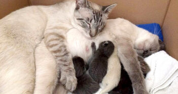 幸せいっぱいの猫の家族