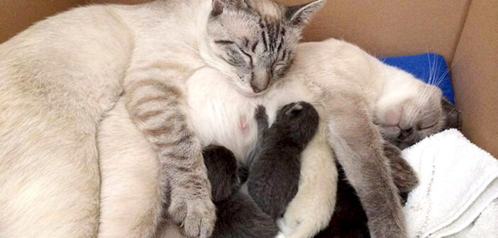 幸せいっぱいの猫の家族