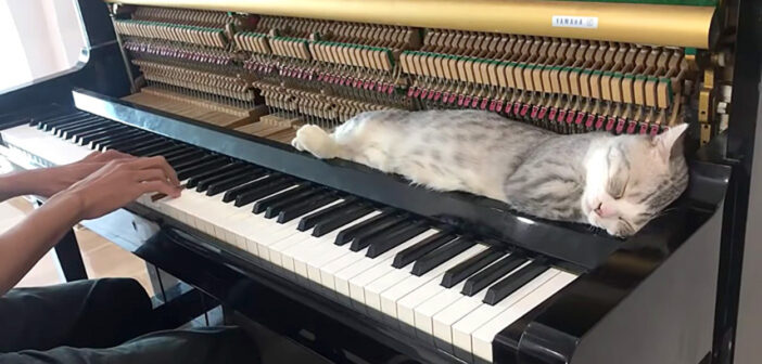 ピアノの音と共に成長してきた猫。至近距離からのピアノの音にも動じることなく、幸せ顔で眠り続ける姿にホッコリ♪