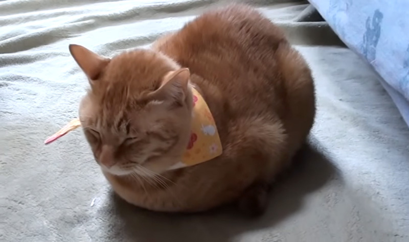 寒い日の猫の返事
