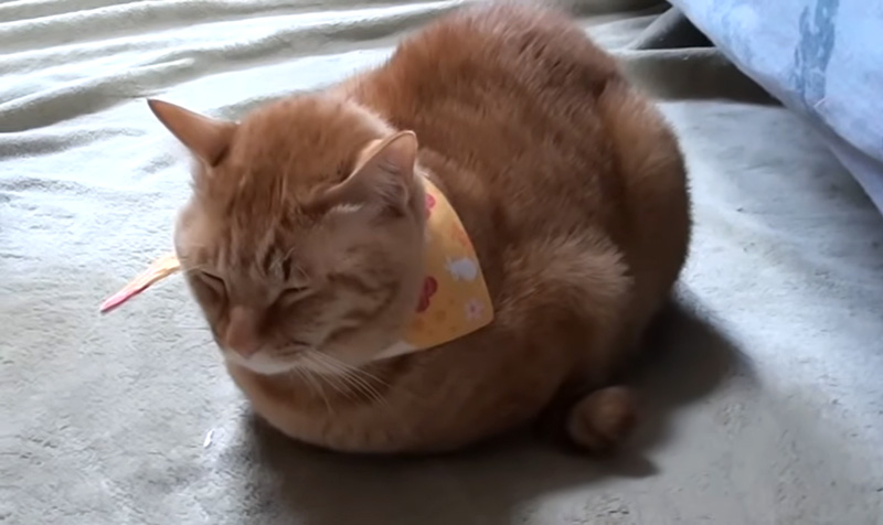 寒い日の猫の返事