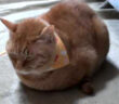 寒い日の猫の返事