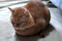 寒い日の猫の返事