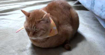 寒い日の猫の返事が可愛すぎる♪ 寒さで丸まっていた猫の名前を呼ぶと、最小限の返事が返ってきた ( *´艸`)♡ 寒い日の猫の返事